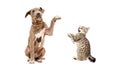 Playful pit bull puppy and a kitten Scottish Straight Royalty Free Stock Photo