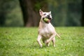 A playful Pit Bull Terrier mixed breed dog running with a ball Royalty Free Stock Photo