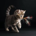 Playful Pixie-bob Kitten Chasing Feather Toy