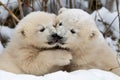 playful polar bear cubs wrestling each other in the snow