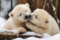 playful polar bear cubs wrestling each other in the snow