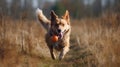 A dog runs across a field chasing a ball with its tongue lolling out created with Generative AI