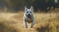 A dog runs across a field chasing a ball with its tongue lolling out created with Generative AI