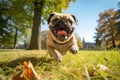 a playful pug chasing its curly tail in a sunny park