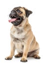 Playful pug dog sitting on white surface Royalty Free Stock Photo