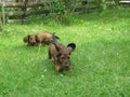 Playful puppies of Dachshund in the garden