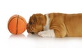 Playful puppy Royalty Free Stock Photo