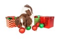 Playful Puppy Christmas Presents and Ornaments Royalty Free Stock Photo
