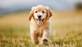 Playful puppy frolicking on lush green grass field, delightful pet running joyfully