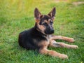 Playful puppy german shepherd dog lying nicely in the green grass Royalty Free Stock Photo