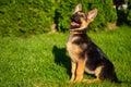 Playful puppy german shepherd dog sitting nicely in the green grass