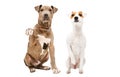 Playful puppy Pitbull and Parson Russell Terrier sitting together