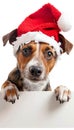 Playful puppy in red christmas hat peeking mischievously from behind an empty banner