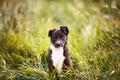 Playful puppy sitting on a green gras in a beautiful sunset in a city park. Border Collie Puppy Sitting in green grass