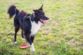 Playful purebred border collie dog playing outdoors in the city park. Adorable puppy enjoying a sunny day in the nature, looking Royalty Free Stock Photo