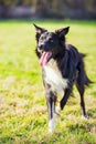 Playful purebred border collie dog playing outdoors in the city park. Adorable puppy enjoying a sunny day in the nature Royalty Free Stock Photo