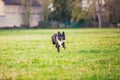 Playful purebred border collie dog running outdoors in the courtyard. Adorable, happy puppy enjoying a sunny day playing on the Royalty Free Stock Photo