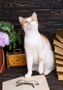 A playful pussy sits at the book and looks up Royalty Free Stock Photo