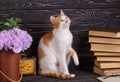 A playful pussy sits at the books and looks up Royalty Free Stock Photo