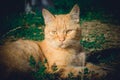 Playful red cat playing in the green grass Royalty Free Stock Photo