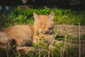 Playful red cat playing in the green grass Royalty Free Stock Photo