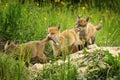 Playful red fox cubs Royalty Free Stock Photo