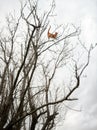 Adventurous crazy red ginger tabby cat perched high up in a winter tree branches.