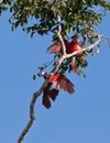 Playful Red-and-green Macaws Royalty Free Stock Photo