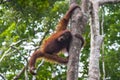 Playful red-haired teenager orangutan apes (Kumai, Indonesia)