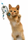 Playful red small cat Royalty Free Stock Photo