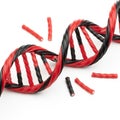 Playful representation of a DNA double helix using intertwined red and Royalty Free Stock Photo