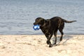 Playful retriever at beach