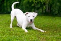 A playful Retriever mixed breed dog in a play bow position Royalty Free Stock Photo