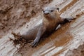 Playful river otter sliding on muddy slope Royalty Free Stock Photo