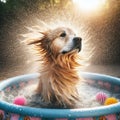 Dog shakes off the water after a play in the water