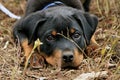 Playful Rottweiler Puppy