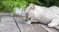 playful Scottish cat licks a toy ball of catnip,favorite treat for furry pets, exciting adventure in the life of cats