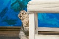 Playful scottish fold cat on the background of a colored blue wall. Gray scottish fold cute cat closeup. Royalty Free Stock Photo