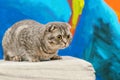 Playful scottish fold cat on the background of a colored blue wall. Gray scottish fold cute cat closeup. Royalty Free Stock Photo