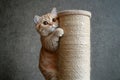 A playful Scottish Fold cat climbs a scratching post in a cozy indoor setting, enjoying its time in the afternoon light Royalty Free Stock Photo