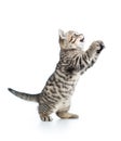 Playful scottish kitten looking up isolated on white Royalty Free Stock Photo
