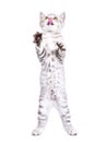 Playful Scottish Straight kitten standing on its hind legs and licking its nose Royalty Free Stock Photo