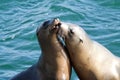 Playful sea lions swimming with their noses pressing together in a loving embrace Royalty Free Stock Photo