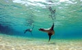 Playful sea lions swimming underwater Royalty Free Stock Photo