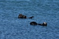 Playful Sea otters in Morro Bay California