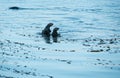 Playful Sea Otters Royalty Free Stock Photo