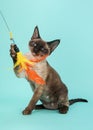 Playful seal point devon rex cat with blue eyes catching a feathered toy on a mint blue backgroun