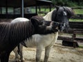 Playful Shetland ponies