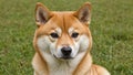 Playful Shiba Inu Capturing the Spirit of Curiosity