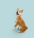 Playful shiba inu puppy dog high five. Isolated on blue pastel background Royalty Free Stock Photo